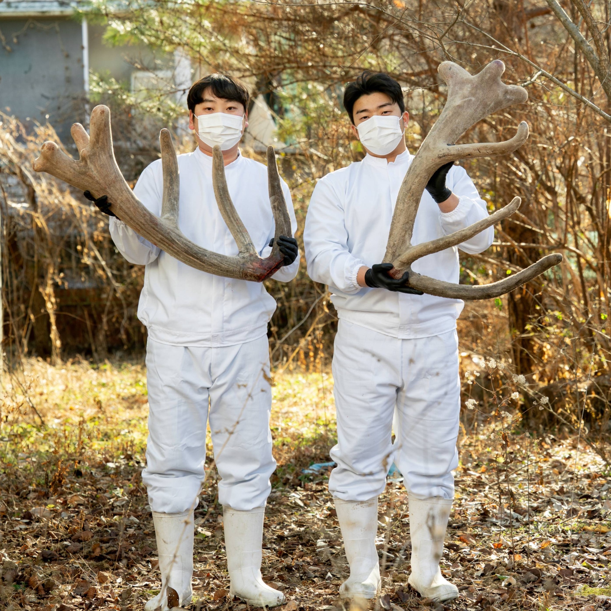 [홍삼품은 인증 녹용] 녹아들다. 溫