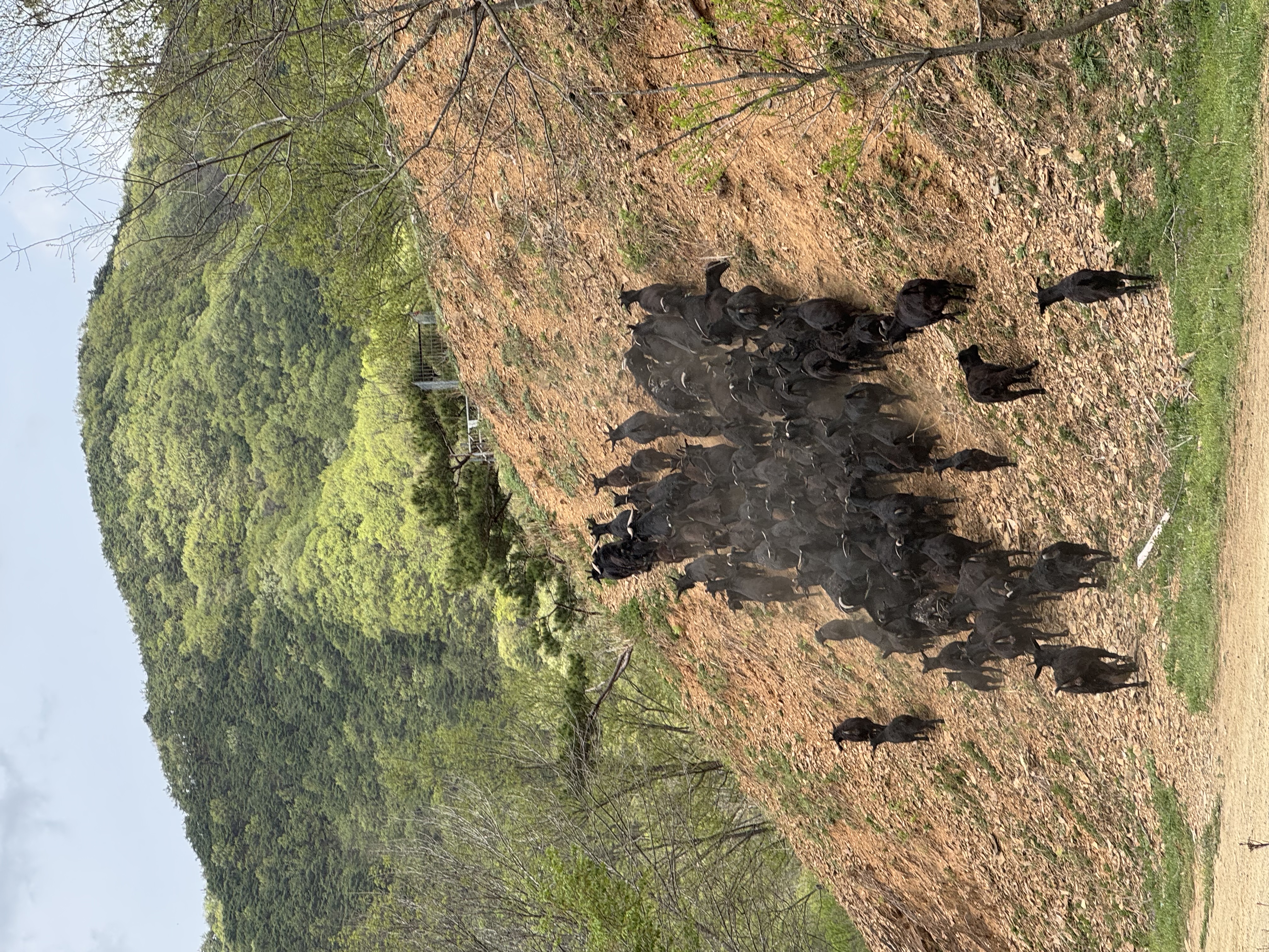 [자연방목 진한 흑염소] 녹아들다. 眞